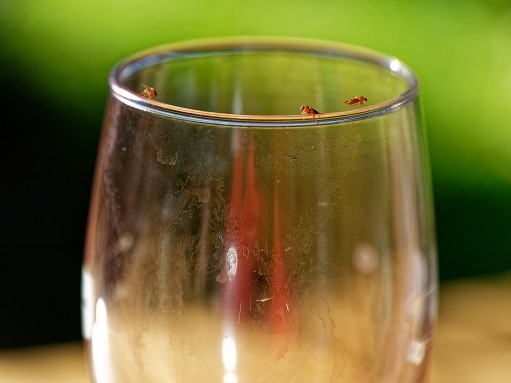 Portfolio Image